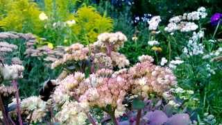 Wildlife: Insect Foraging Behaviour: Bumblebees near and far 2