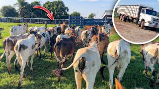 ACABAMOS COM QUASE TODO GADO DA FAZENDA!! 🚀🥩