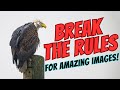 Breaking the rules for amazing wildlife photography