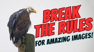 Breaking the Rules for Amazing Wildlife Photography!