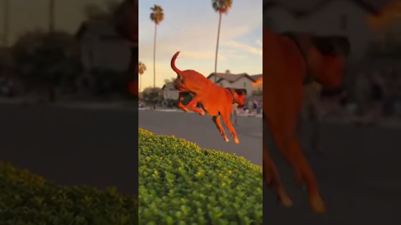 🥰 Boxer Jumps Hedge Like a Kangaroo Amazing Leap in Slow Motion 