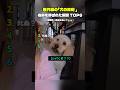歴代級の「犬の反応 」名前を呼ばれた瞬間 TOP6