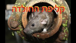 קליפת החולדה