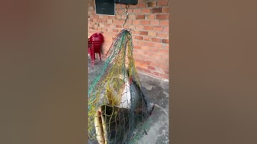 Vlogs 10 Báo cá - Hồ Vườn Dừa ấp Ngã Tư, xã Nhuận Đức, huyện Củ Chi, TP HCM || Mần Nông Vlogs