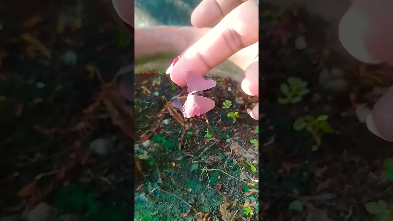 Baby Purple Shamrock Plant 