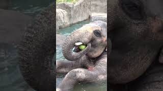 Elephant Greatness of Oregon Zoo