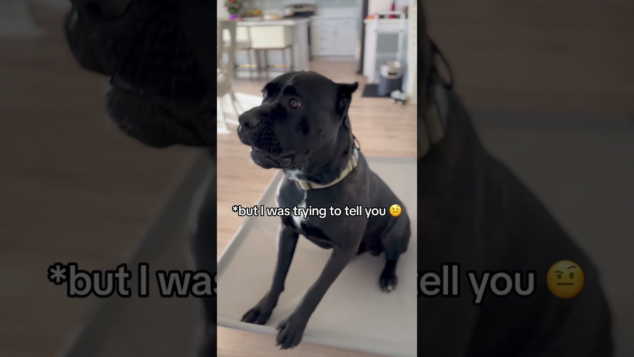 Bane Woke Up And Chose Violence RaisingBane Vocaldogs Funnydogvideos Banethedog