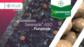Serenade ASO Fungicide