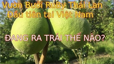 BUOI RUBY|| VƯỜN BƯỞI RUBY ĐẦU TIÊN TẠI VIỆT NAM CHO TRÁI THẾ NAO?