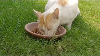 Starving Feral Cat Maya Is Afraid Of Mother Cat Hope