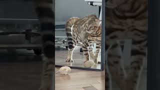 Cat's Hilarious Encounter with Mirror Reflection