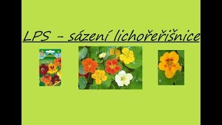 Sázení lichořeřišnice 🌸