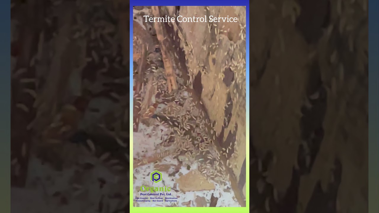 Organic Termite Control Service