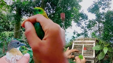 MIKAT CUCAK IJO BIG DI HUTAN TERSEMBUNYI SUMATRA!SURGANYA BURUNG BERKICAU