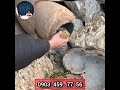 کوزه ای پر از طلا پیداکردن گنج در کوزه های باستانی حمیدنامدار قشقایی تنها واردکننده سیستم های شرکتی 