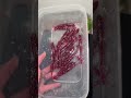 4 bags of our new bait color ready to go! #softplastics #baitmaking #baitmaker #smallbusiness