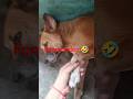 #goodmorningshorts #petlover #dogshorts #likeandsubscribe #funny #viralshortvideo