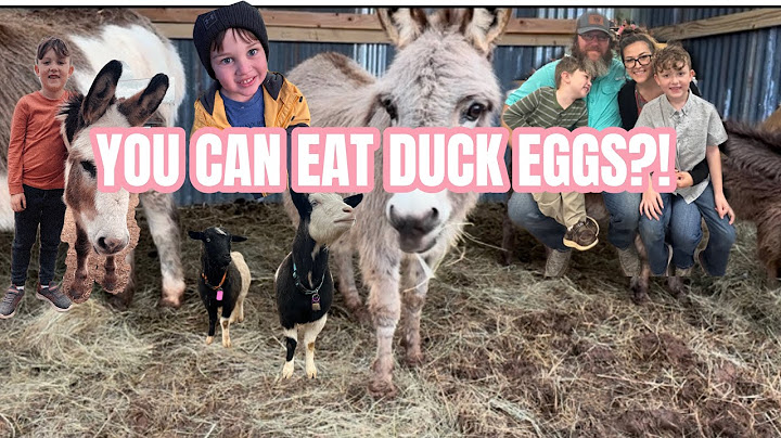 Can you really eat duck eggs?! 😲 (ft. Kaiser & Creed) #smallfarmlife #ducks #chickens #farmlife