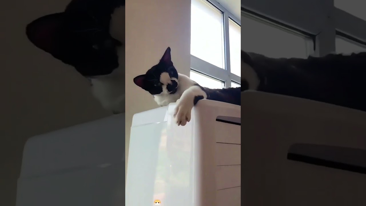 "When your cat tries to be sneaky but fails spectacularly... 😹