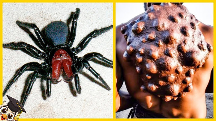 20 Animaux Les Plus Mortels Au Monde