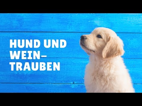 Video: Was macht Trauben so schlecht für Hunde?