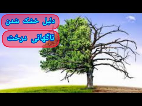 اگه درختی داری که ناگهانی خشک شده حتما این آفت گرفته این کلیپ ببین تا بقیه درختهات خشک نشه