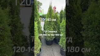 Час садити туї | Смарагд 120-180 см у контейнерах! #short #shortsvideo #garden #gardening #landscape