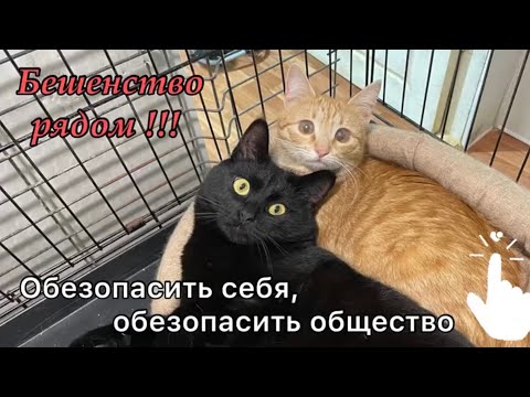 Бешенство рядом!!! Обезопасить себя, обезопасить общество! Приют для животных