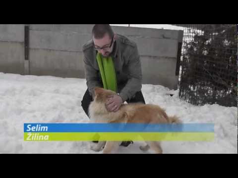 Video: Sprievodca Zodpovedným Prijatím Domácich Miláčikov