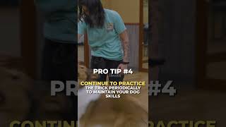 How to Keep Your Dog's Advanced Orbit Trick Flawless and Sharp! #shorts #dogshorts #dogtraining