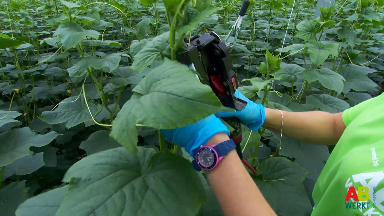 AB Werkt Instructievideo | Komkommerteelt | Nederlands