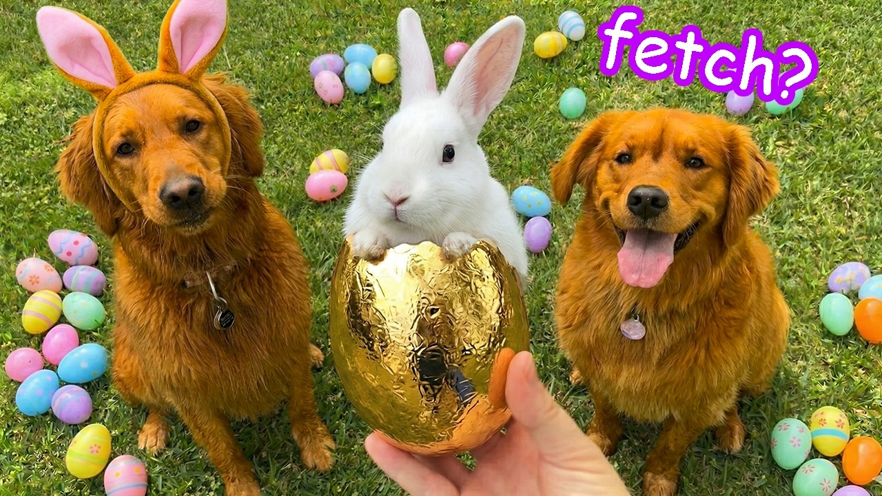 My Dogs First EGG Hunt!🐣