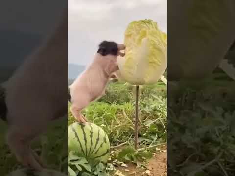 First day of starving. Голодовка ,первый день. 👀😍🥰🔥🐽 #nature #wildlife #wow #funny #приколы #piggy