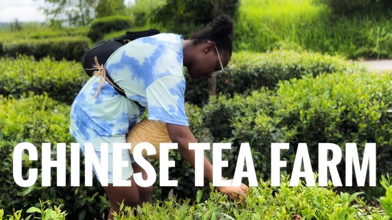 Tea farm in China | Chinese tea plantations , Visiting a Chinese tea farm in Guiyang Vlog