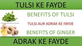 Tulsi Ke Fayde | Benefits Of Tulsi | Tulsi Benefits In Hindi | Adrak Ke Fayde |  Benefits Of Ginger