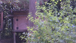 Man faces animal cruelty charges after more than two dozen dogs found in Georgia home