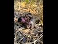 #子猿 #monkey #cute