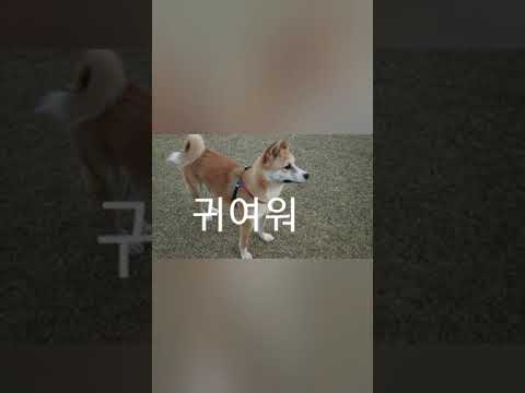 2020 4월 애견펜션 은호 주경 코코