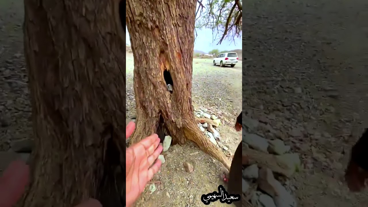 جوله توثيقيه من وادي حجر للناشط البيئي سعيد السهيمي واعداد عبدالمجيد بن داخل المرعشي