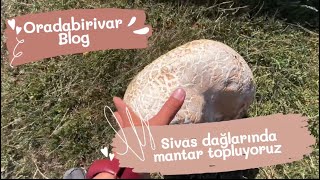 Sivas’ın dağlarında mantar topluyoruz