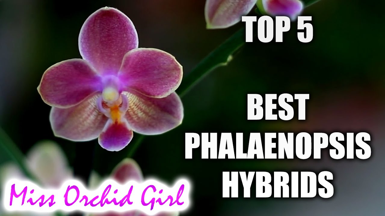 Top 5 Phalaenopsis Orchid Hybrids worth having - thptnganamst.edu.vn