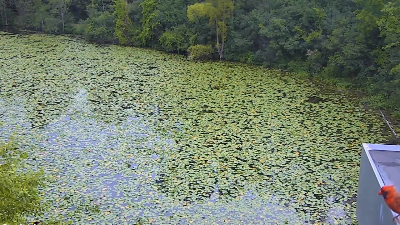 Sir Cardinal serenades us!          19 30 Video 2019 07 30 194349