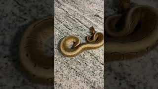 SPINNER BALL PYTHON Net Worth