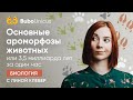 Основные ароморфозы животных | БИОЛОГИЯ ЕГЭ | Лина Клевер