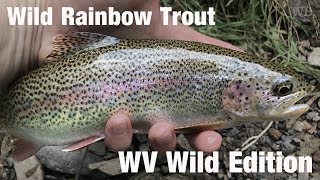 Fly Fishing Wild Rainbow Trout, West Virginia Wild Edition - Wooly Bugged