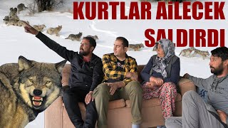 KURTLAR AİLECEK SALDIRDI ! - 15 KOYUN TELEF OLDU - KURT 40 KG KUZUYU AĞZINDA POŞET GİBİ GÖTÜRDÜ