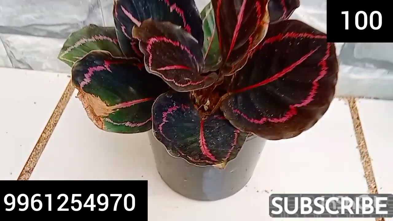 വിലക്കുറവിൽ 