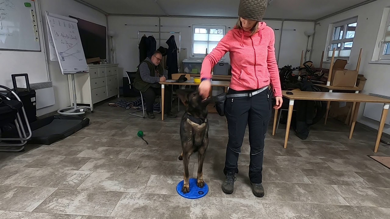 Pfotentarget - Alex und Gundel