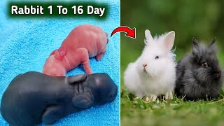 Rabbits Grow Up Cute Baby Rabbits Day 1 - 16