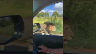 Would you be scared? #animals #wildlife #africa